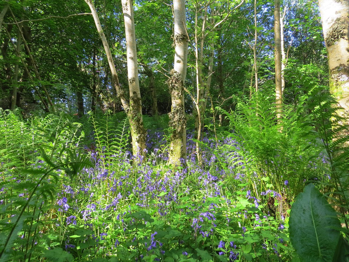 This time of year brings a quiet kind of beauty to the gardens, as bluebells unfurl across the woodland floor. Their brief, delicate bloom is a reminder to slow down and take in the season's fleeting wonders.

<a href="/The_RHS/">The RHS</a> #dunvegancastle #bluebells