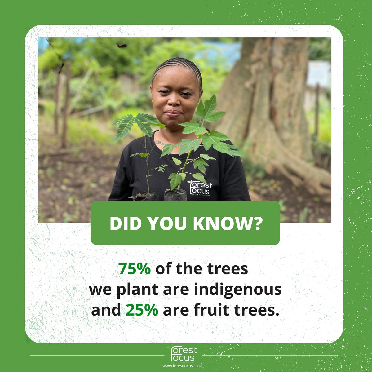 At Forest Focus, we plant 75% indigenous trees and 25% fruit trees.

Indigenous trees protect and restore ecosystems. Fruit trees provide food and income for communities.

Let’s plant more, restoring nature and fighting poverty. Link in bio.