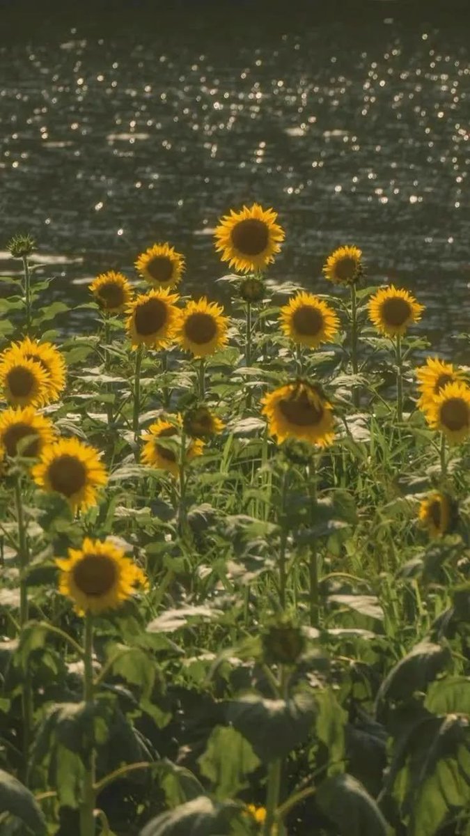 sunflowerchives's tweet photo. https://t.co/tBwsKSxNgh