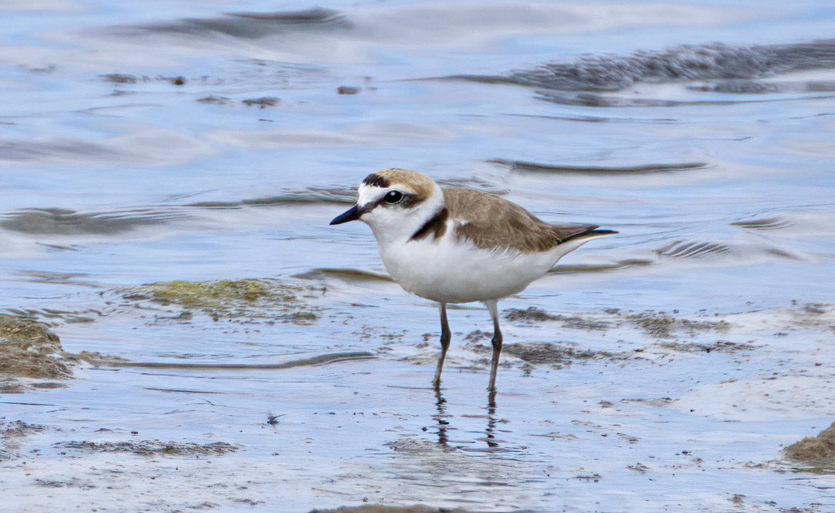 El Canillo #cadizprovince is a
 marvellous place.  A large colony of Collared Pratincole, Stone Curlew breeding on the islands, Western Yellow Wagtail amongst the spring flowers and many waders in breeding plumage.