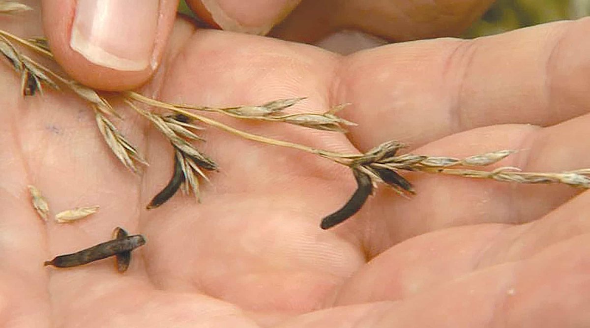 Ergot poisoning is a fungus that effects livestock. Learn how to prevent it here: mfa-inc.com/news/april-202…