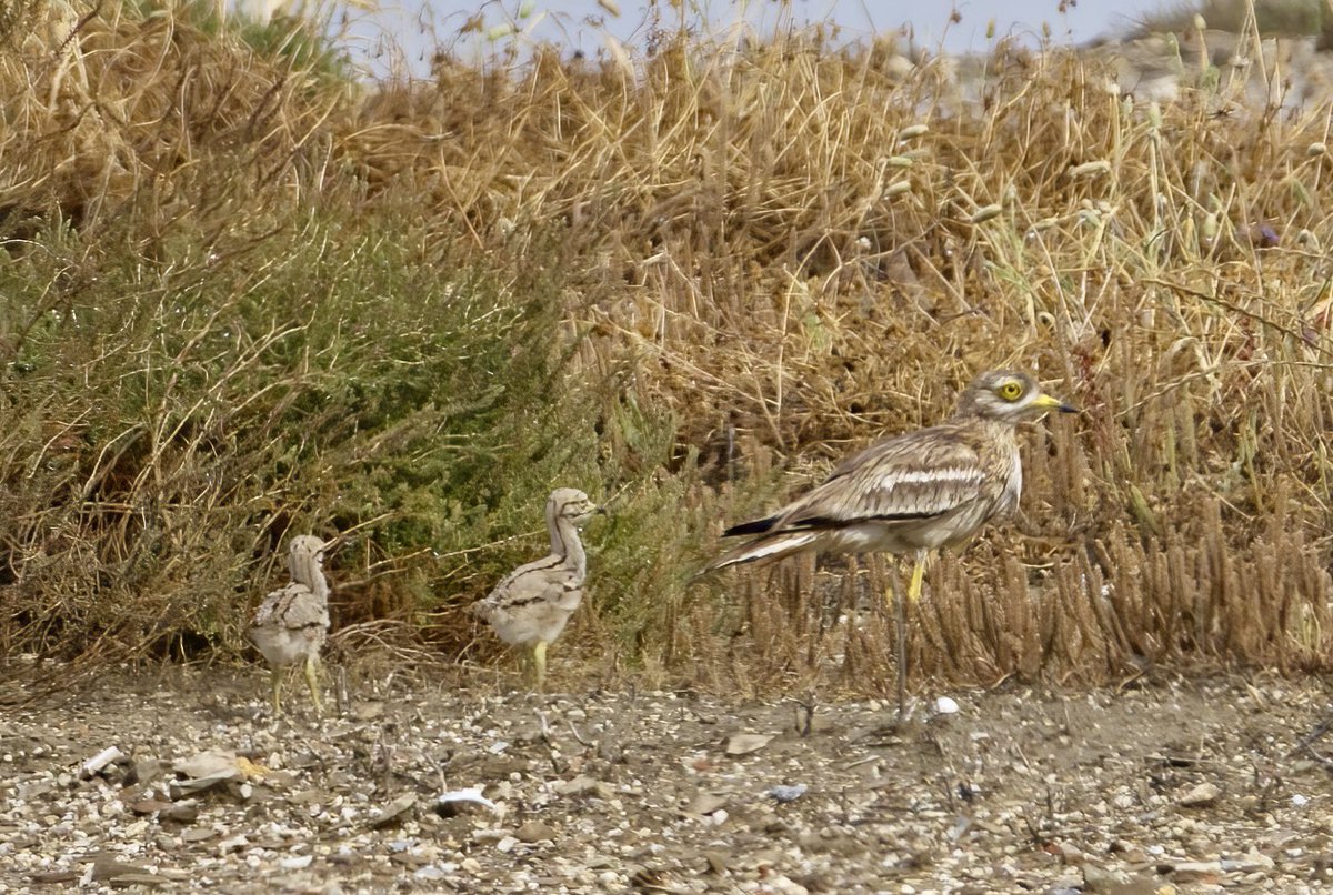 Particularly pleased with this lovely view at El Canillo of an adult Stone Curlew leading young to the safety of the long grass.