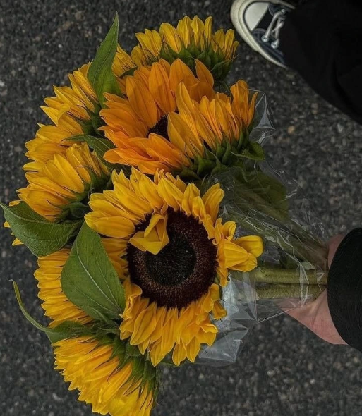 sunflowerchives's tweet image. 