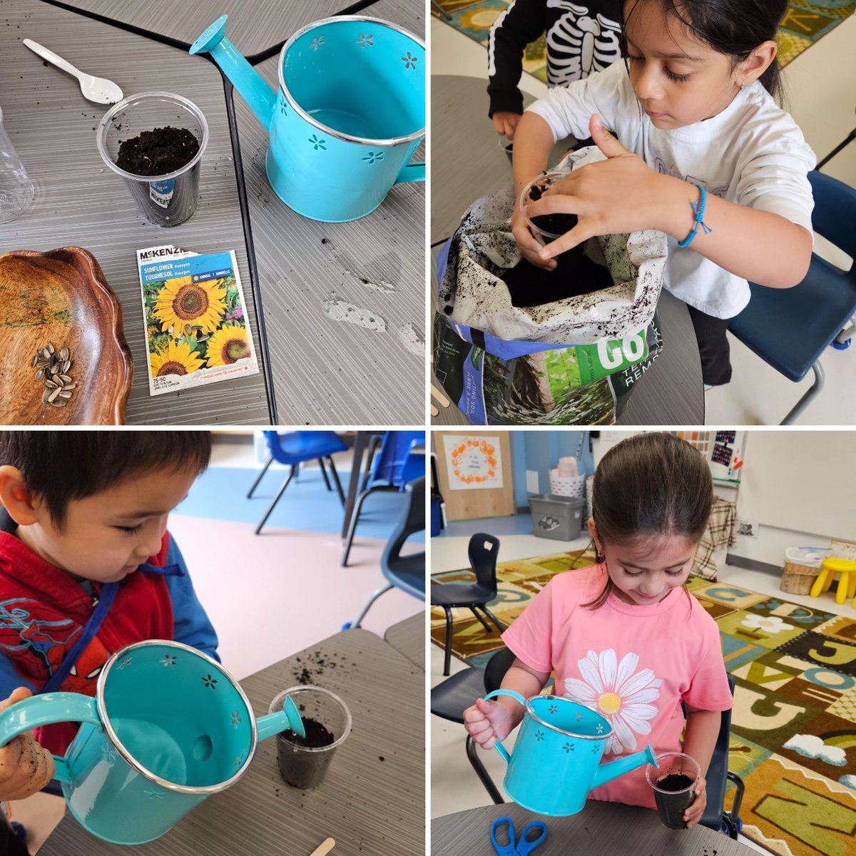 mmevanneste's tweet image. Today was planting day in K7! We are excited to watch our seeds sprout and grow as we continue our garden inquiry. @StVeronicaOCSB @ocsbEco #InquiryBasedLearning