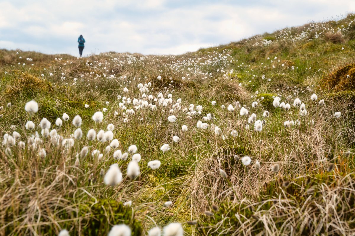 A stretch of the Pennine Way near Hawes, where cotton grass flanks the path — a familiar companion along the trail.