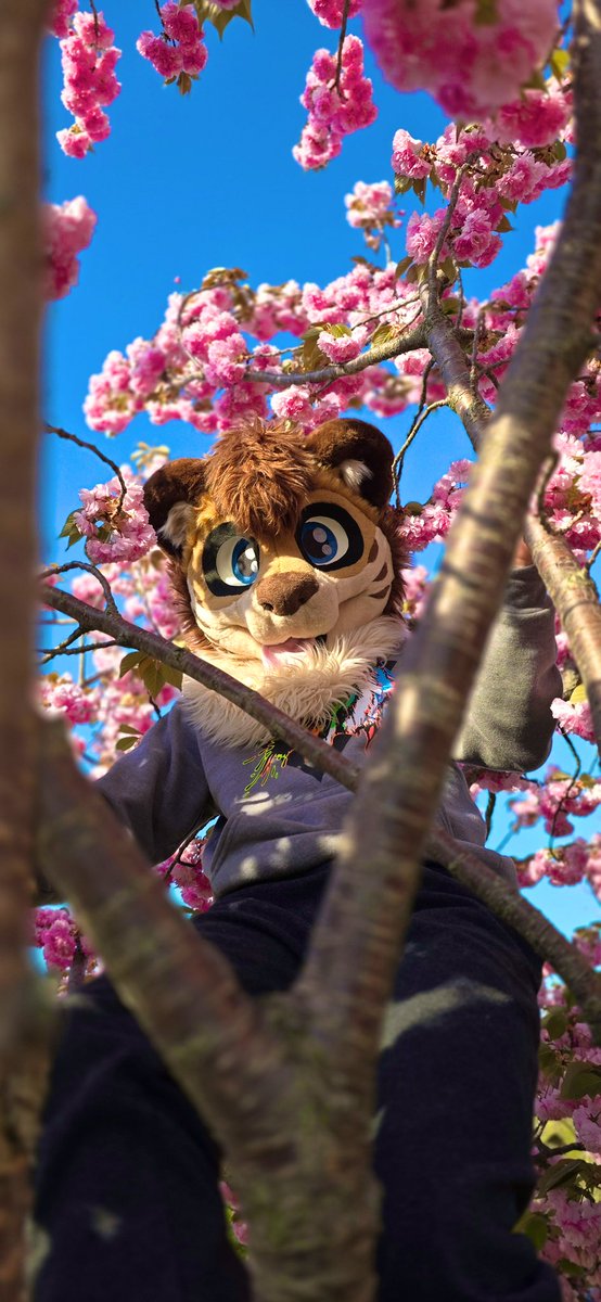 Call the fire department, I’m stuck in a tree :( 

📸:<a href="/Morrow570/">Morrow</a> 
#FursuitFriday