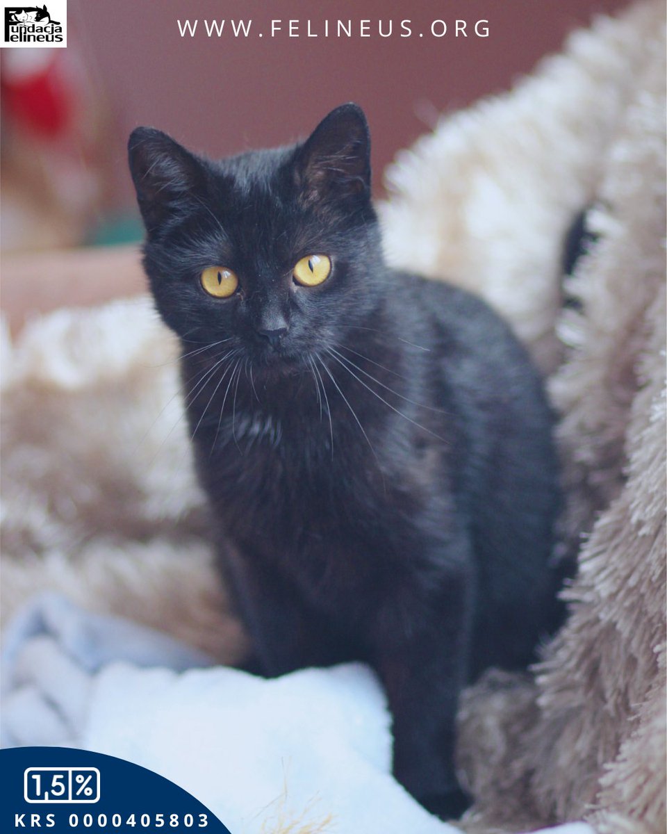 Urocza czarna kotka szuka domu ❣️

Kalinka, kotka urodzona w lipcu 2024 roku. To kotka o cudownym charakterze. Kocha człowieka, ufnie wtula się w jego ręce, lubi spać obok.
Koteczka jest odrobaczona, odpchlona, wykastrowana. FeLV/FIV ujemne. Kalinka pięknie korzysta z kuwety.