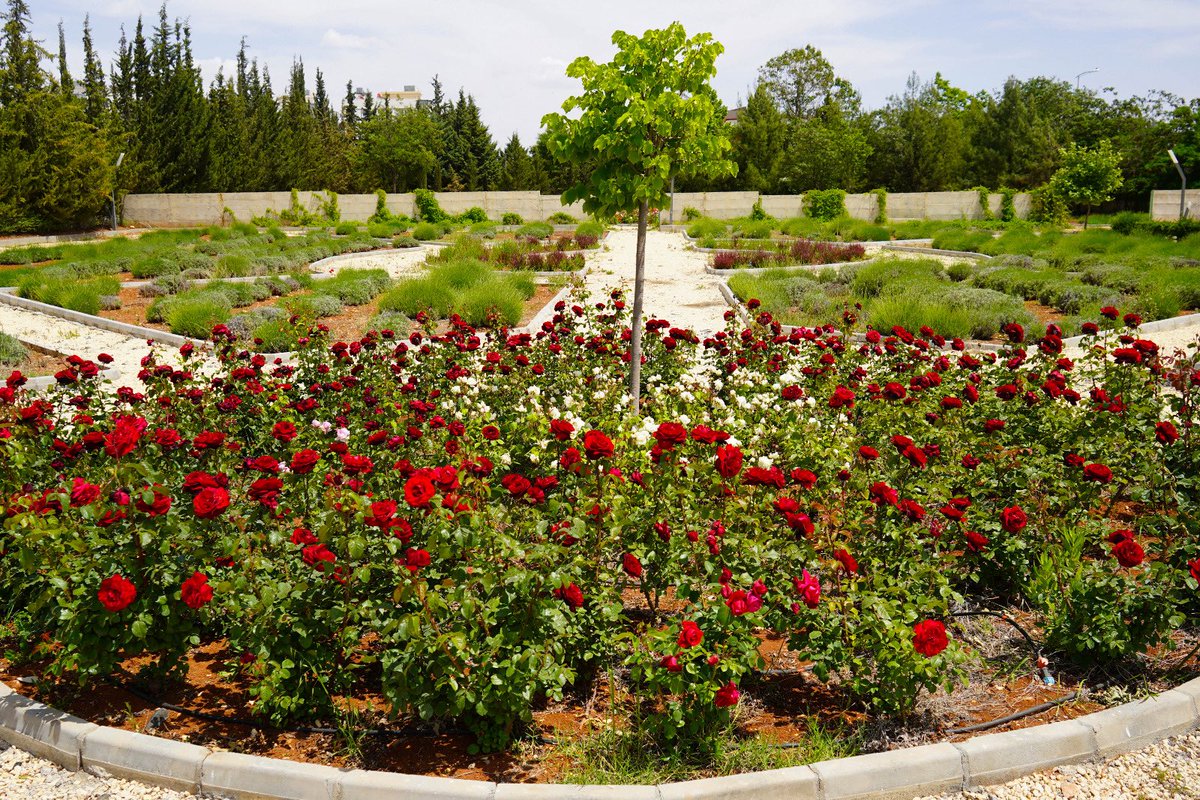 "Gelin gülle başlayalım atalara uyarak
Baharı koklayarak girelim kelimeler ülkesine". / Sezai Karakoç

Kampüsümüzün her köşesi baharın sessiz şiiriyle bezeniyor. Gül, suskunluğun en güzel hali olsa da öğrencilerimizle birlikte bahara sözümüz var bizim. Gül kadar zarif