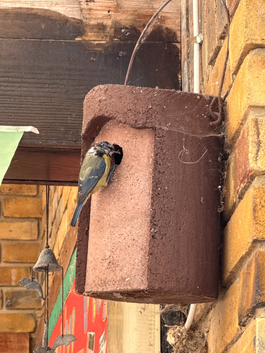 The baby birds have hatched in the nursery bird box. When we are really quiet we can hear them tweeting!