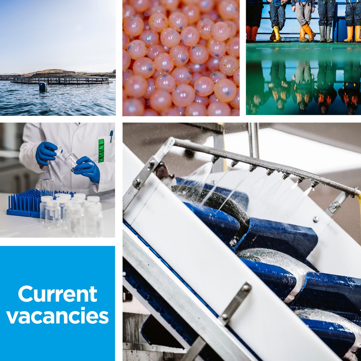 JOBS ROUNDUP | It’s a busy week for our #jobsroundup:

ORKNEY Senior Husbandry
SHETLAND Lab Technician / RAS Technician / Night Hygiene Operative / Processing Staff
MULL Site Manager / Senior Husbandry / Freshwater Technician
OBAN RAS Technician

More &gt; bit.ly/4hcyQ4U