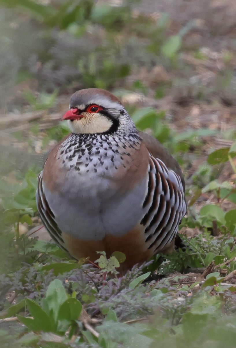 Simon (@sjr_herts) on Twitter photo An ecliptic mix of birds from in and around Pans Park <a href="/panshangerpark/">Panshanger</a> <a href="/HMWTBadger/">Herts & Middlesex Wildlife Trust</a> <a href="/Hertsbirds/">Herts Bird News</a> An ecliptic mix of birds from in and around Pans Park <a href="/panshangerpark/">Panshanger</a> <a href="/HMWTBadger/">Herts & Middlesex Wildlife Trust</a> <a href="/Hertsbirds/">Herts Bird News</a>