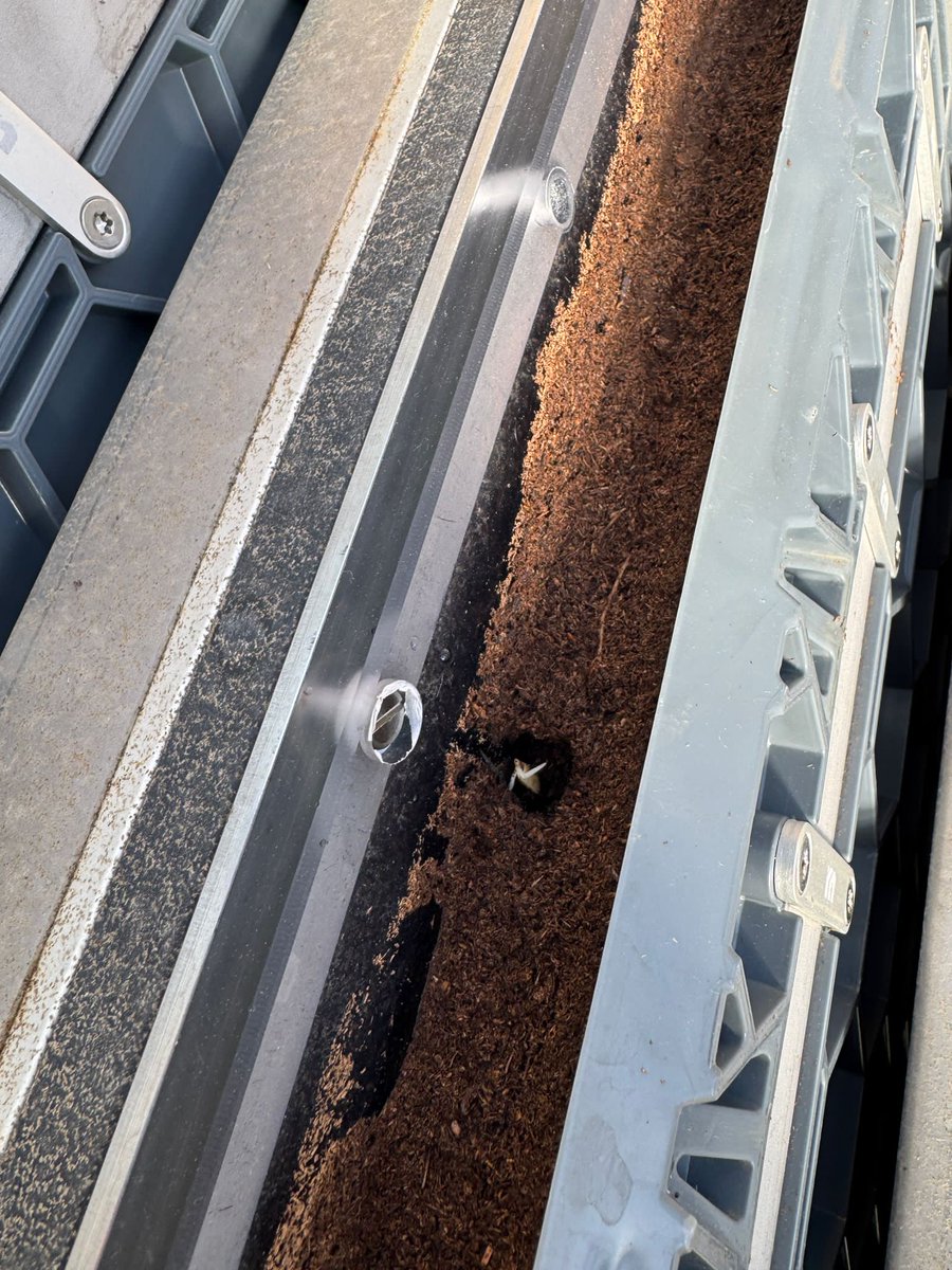 TFSLourenco's tweet photo. Seeds sown! Another step in our #URootINGstress project #research. Another step towards understanding the role of an E3-#ubiquitin ligase in #rice #root system architecture. https://t.co/uFRnCMuY6K