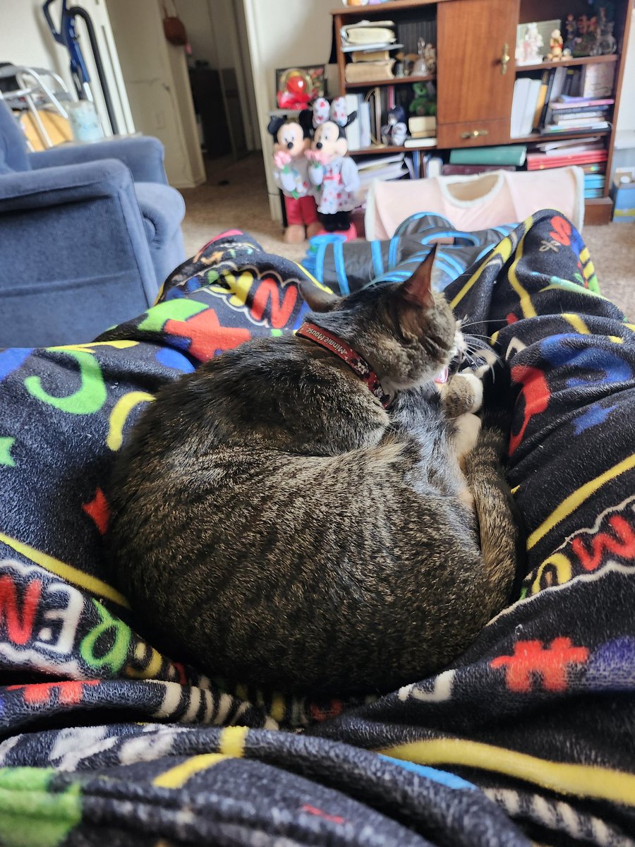 GIJOE6732's tweet photo. After her kitty treat, eating cat grass and then rolling around in some catnip. Minnie says it's time for her much needed nap.
#MissMinnieMouse
#SpoiledKitty https://t.co/FbeBYTBeyS