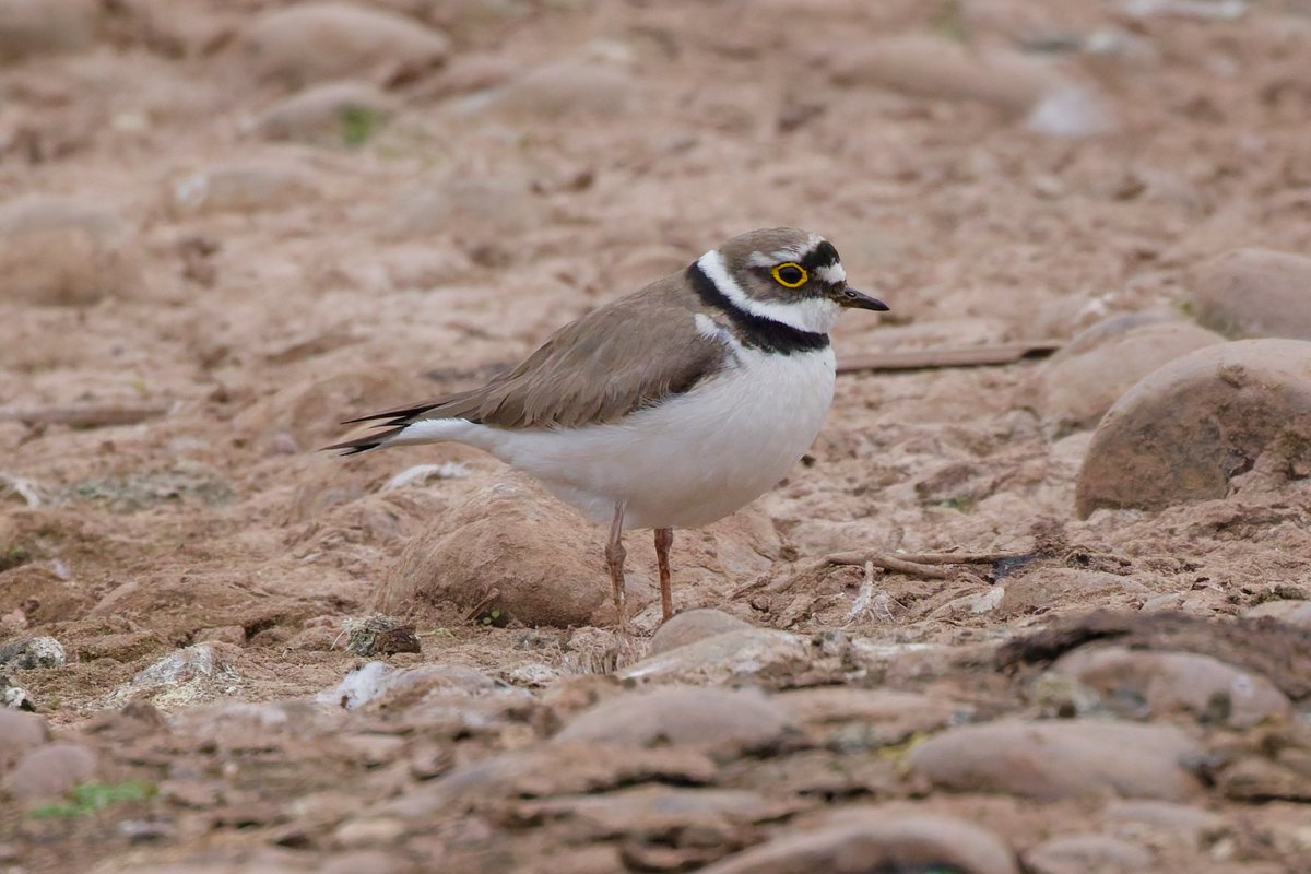 Michael80798575's tweet image. Oystercatchers, little Ringed Plover,pied wagtail and spot the Plover eggs seen from the hide forge Mill Lake @Natures_Voice @RSPBbirders @RSPBEngland @RSPBSandwell @BBCSpringwatch