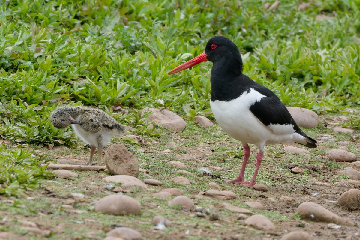 Michael80798575's tweet image. Oystercatchers, little Ringed Plover,pied wagtail and spot the Plover eggs seen from the hide forge Mill Lake @Natures_Voice @RSPBbirders @RSPBEngland @RSPBSandwell @BBCSpringwatch