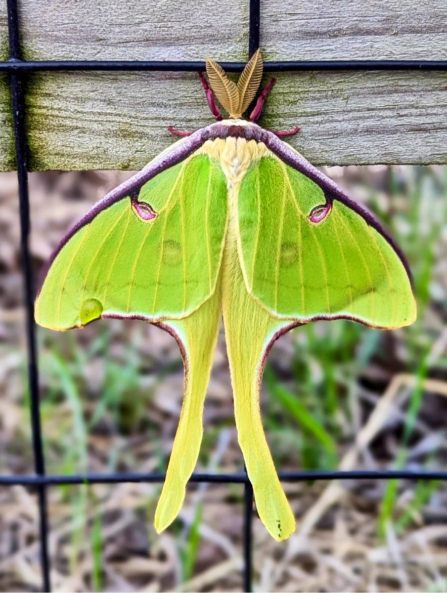 My eldest daughter spotted an Actias luna, North American luna moth. A magnificent creature! 💚