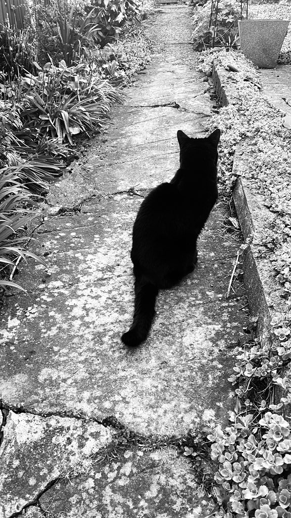 🩷 💎 Dior 💎 🩷 

 2007 - 2025 🪽 ✨ 

Iv had to say bye to human for the last time, please look after her for me 💔 my small paws have left a very big hole. 

🩷 🦋  🎀 

Ambassicat Dior signing off 🐾