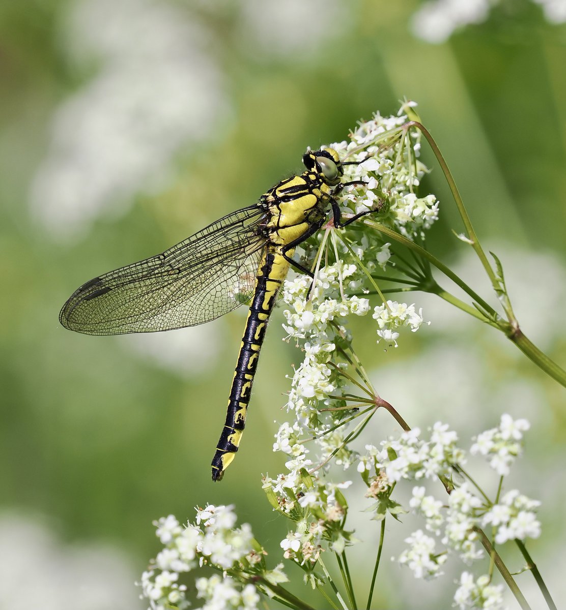 rlewington2's tweet image. A fine female Common Clubtail from the Thames this morning.