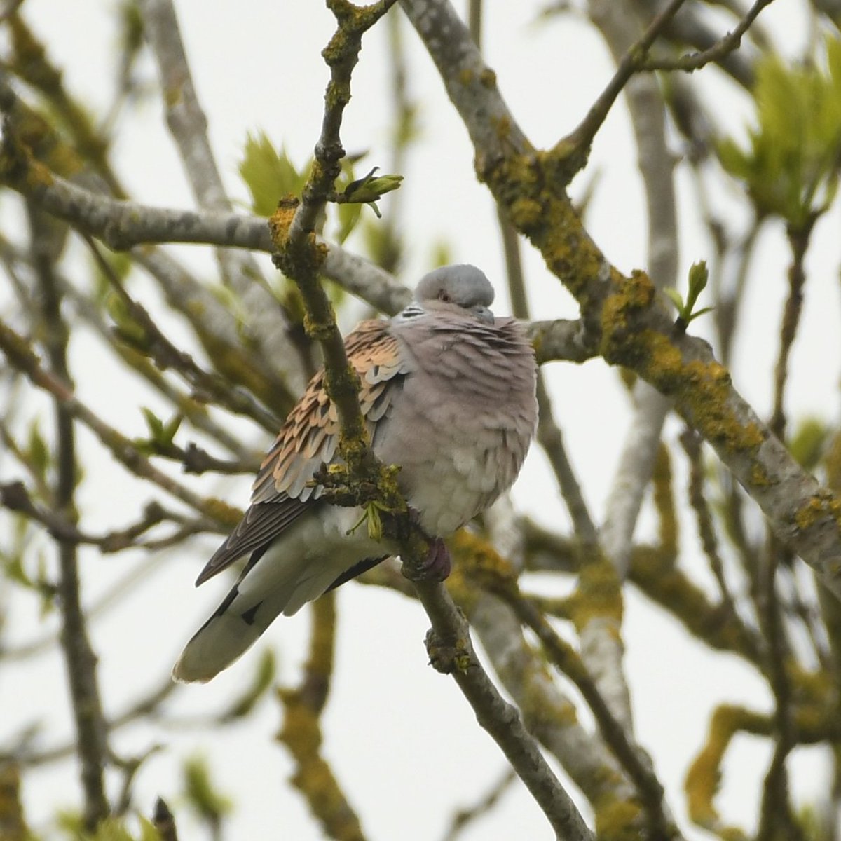 Baldbirder (@baldbirder1) on Twitter photo Male Turtle Dove 'purring' last weekend in Norfolk - with a 99% population reduction since 1967, the prospects aren't promising. Thank you all researchers, rewilders, ecologists, land managers, etc, doing their bit to reverse the trend🤞<a href="/SaveTurtleDoves/">Operation Turtle Dove</a> <a href="/_BTO/">BTO</a> <a href="/NicoleKhan19/">Nicole Khan</a> Male Turtle Dove 'purring' last weekend in Norfolk - with a 99% population reduction since 1967, the prospects aren't promising. Thank you all researchers, rewilders, ecologists, land managers, etc, doing their bit to reverse the trend🤞<a href="/SaveTurtleDoves/">Operation Turtle Dove</a> <a href="/_BTO/">BTO</a> <a href="/NicoleKhan19/">Nicole Khan</a>