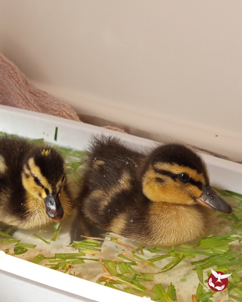 Hirondelle_csas's tweet image. Invasion de mignonnerie en animalerie 🤩

Mais derrière chaque petite bouille se cache un passé difficile : blessures, abandon, prédation, dénichage…

Pour nous aider à les soigner pour leur offrir un bel avenir : hirondelle.ovh/nous-soutenir 🙏

#bébéanimaux #cute  #csas #hirondelle