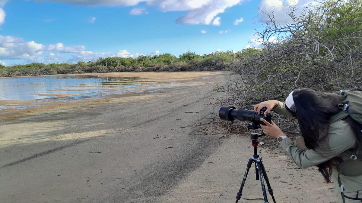 CONANP_mx's tweet photo. ¡Hoy es el Día Internacional de las #Aves! 🪶

Juegan un papel fundamental en los ecosistemas, al participar en la polinización de plantas, depredación y control de plagas, eliminación de animales en descomposición hasta la dispersión y propagación de semillas. 🐦🦅🦜🦃🦉🦢🦩 https://t.co/WJJ1cAiR83