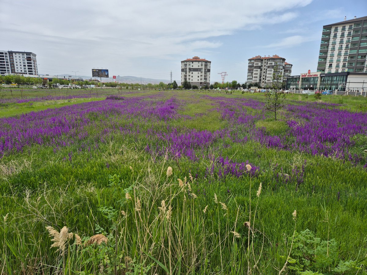 Hezaren #Consolida #orientalis) veya Mor çiçek Ankara'nın doğal çiçekli bitkilerinden. Tabiatı kendi haline bırakırsanız şehir içinde bile yaşam alanınızı doldurur güzelleştirir. Süs bitkisi olabilir. AOÇ arazisi.
Batıkent/Ankara