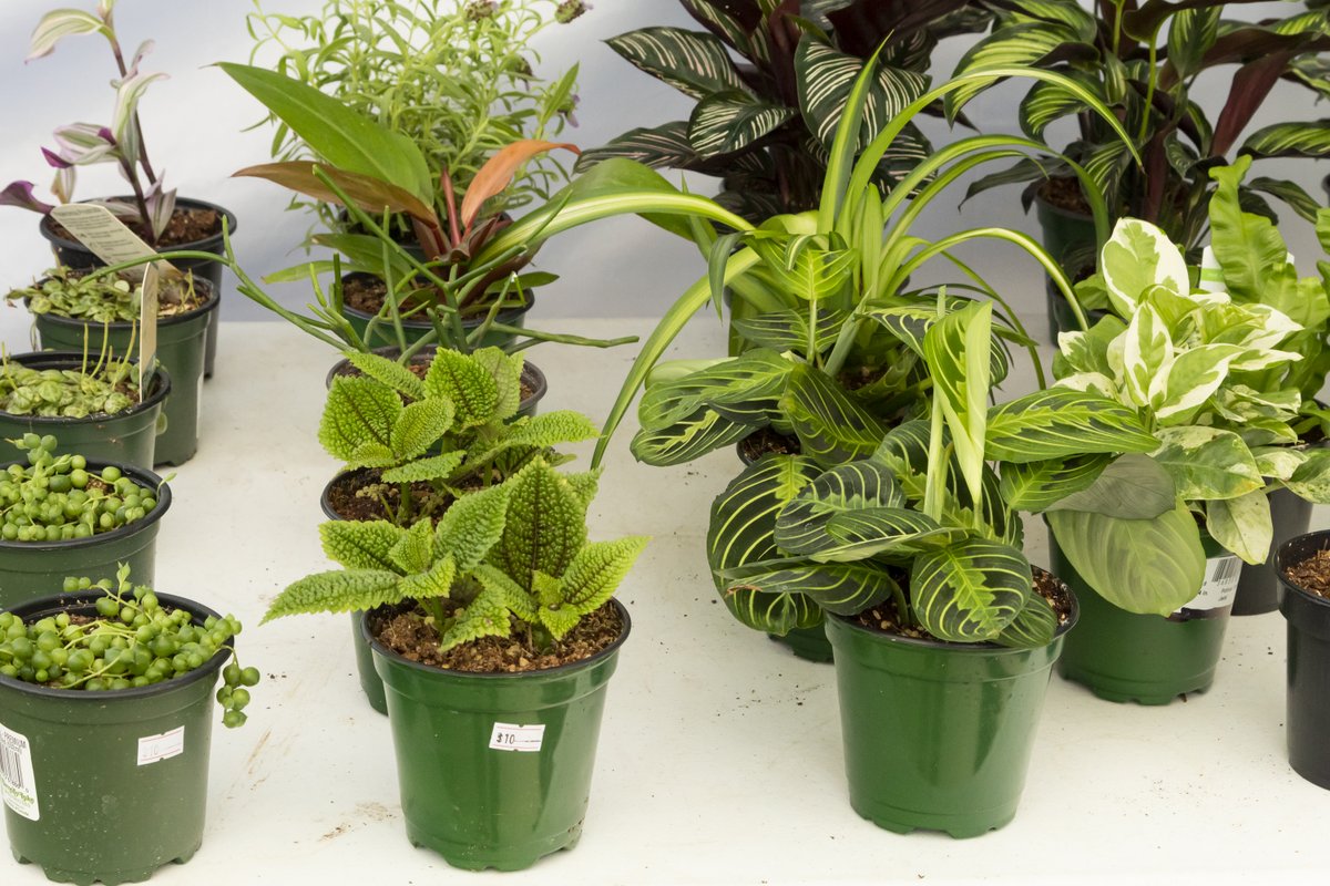 For house plant whisperers out there, Plant Lovers is back this week!

@plant_lovers3

#beavertonfarmersmarket