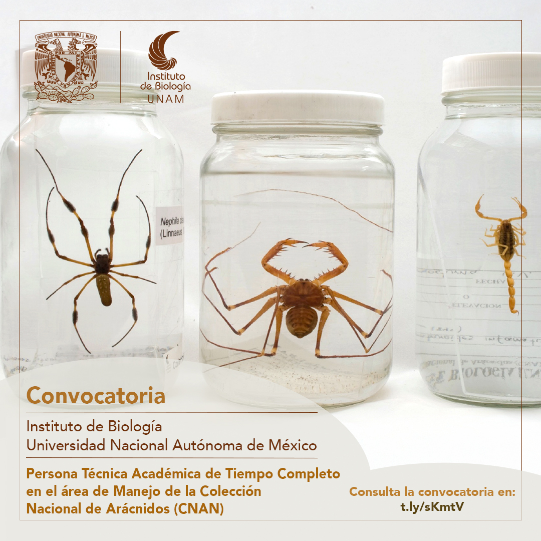 Convocatoria del Instituto de Biología de la Universidad Nacional Autónoma de México, para una Persona Técnica Académica de Tiempo Completo en el área de Manejo de la Colección Nacional de Arácnidos (CNAN)
Consulta la convocatoria en: t.ly/sKmtV
