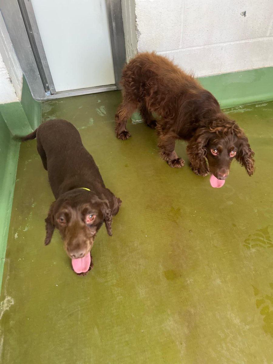 Please retweet to help Curly Wurly and Ferrero find a home together #BIRMINGHAM #UK 
Bonded pair for adoption, registered British charity✅
Curly Wurly &amp; Ferrero are a sweet pair of chocolate spaniels, looking for a quiet, understanding home together. Rescued from a tough start,