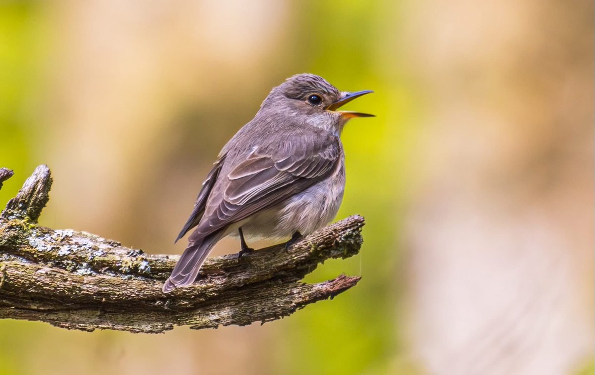 Peter Garrity tweet media