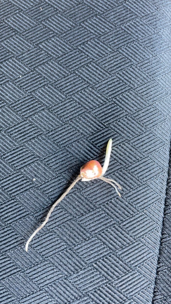 Planted a plot 7 days ago near Tuscola, IL and watched soil temps drop over the next 48 hours.  It was a nice surprise to see these seedlings developing properly.