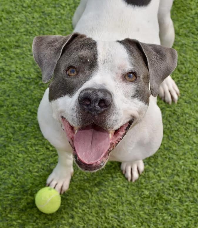 Now through May 15, adoption fees are waived for all adult dogs over 40 lbs, thanks to @bissellpets! 

Help us empty the kennels and give these good boys and girls the loving homes they deserve.

📍 655 N. Mojave Rd.
💸 A $10 license fee may apply
🔗 Info: bit.ly/4k5mlsr
