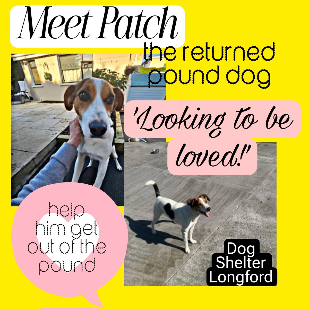 As you can see from picture, #Sam had found his spot:he finally got out of the pound but the resident dog 'packed his bags' for him. Back in pound, heartbroken. Please contact #LongfordDogShelter if you can offer him a home x