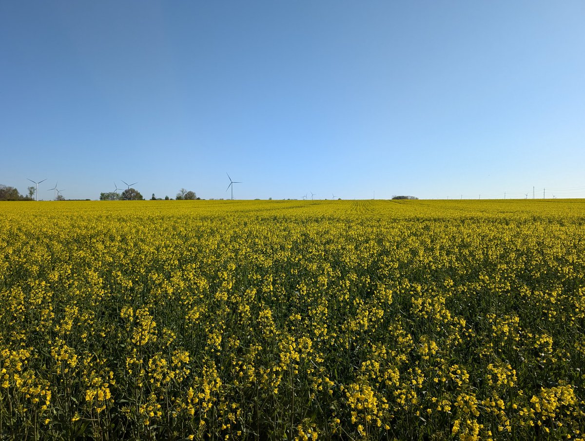 The canola seems to have taken the frost just fine.
Luckily it was short-lived and the sun came out.