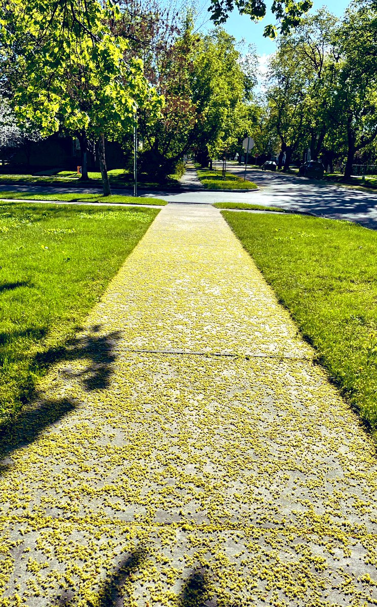Maple trees roll out the most beautiful yellow carpet in the spring 💛