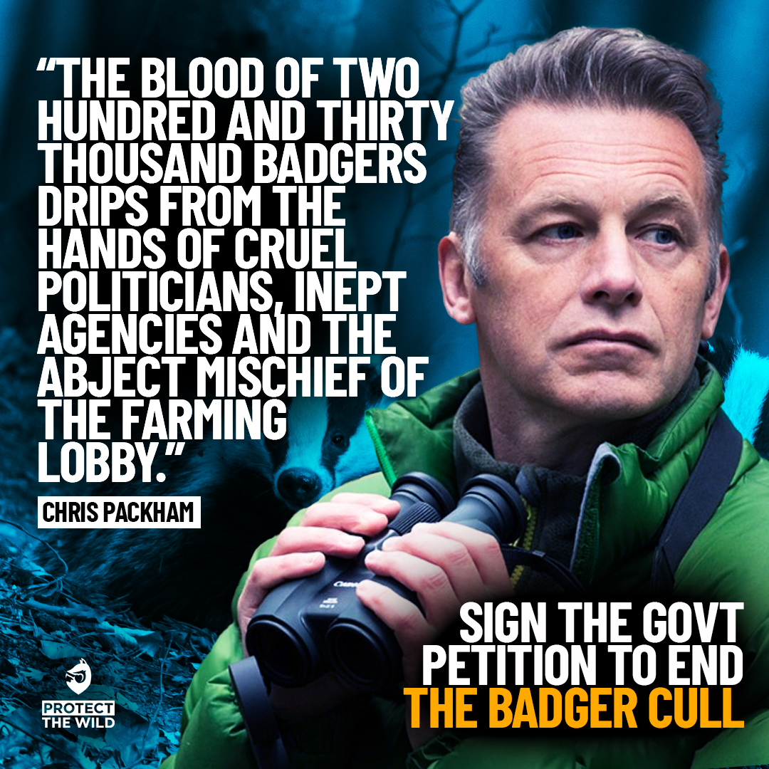 15 years on, 230,000 badgers dead, and no meaningful reduction in bTB in cattle. Lets end the cull now, not years down the line.

Sign <a href="/ProtectTheWild_/">Protect the Wild</a>'s petition now govpetition.uk/700317