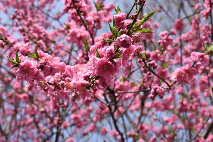Cruzwewzy's tweet photo. 生命のように花開く ❤️ https://t.co/NBUrFAiDrU