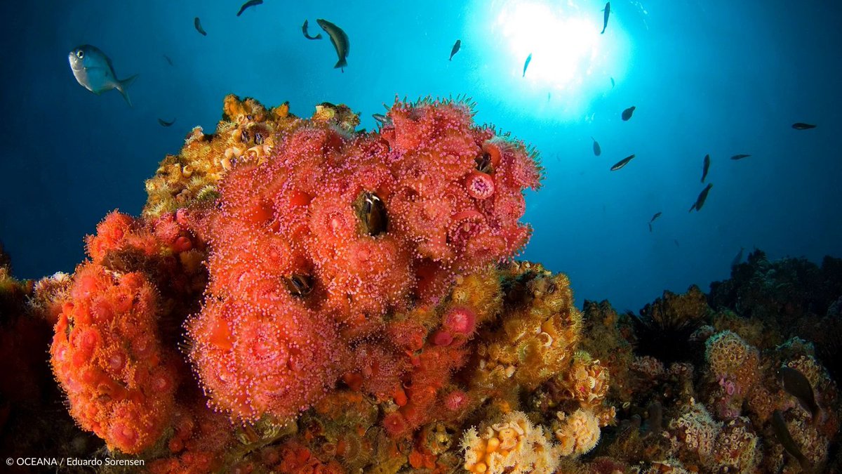 Oceana (@oceana) on Twitter photo The ocean is home to some of the most stunning places on Earth. 🌍💙 
Let’s work together to keep these natural wonders thriving for generations to come. Join us to #StandForOceans today: oceana.ly/3RdHuVe The ocean is home to some of the most stunning places on Earth. 🌍💙 
Let’s work together to keep these natural wonders thriving for generations to come. Join us to #StandForOceans today: oceana.ly/3RdHuVe