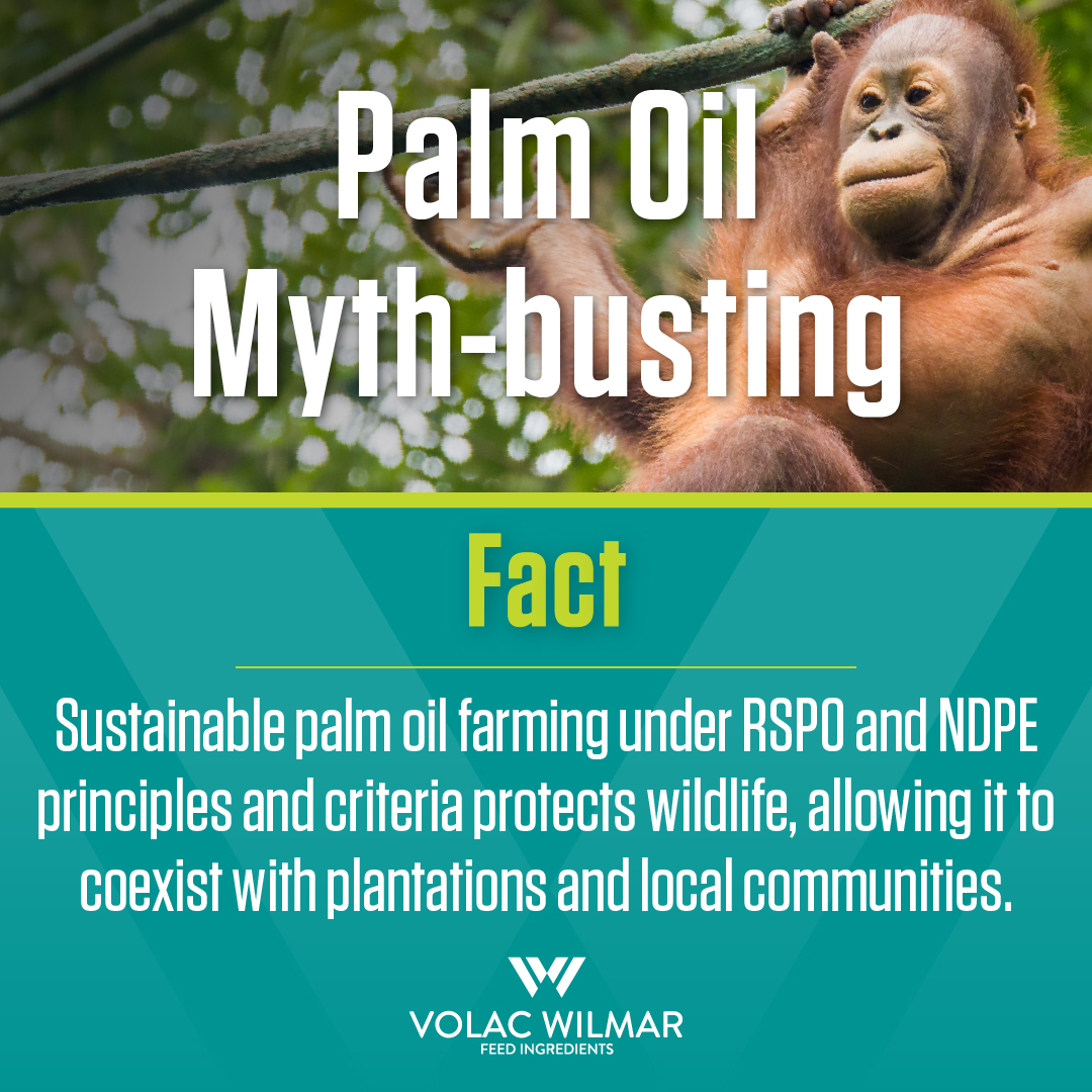 Volac Wilmar Feed Ingredients (@volacwilmar) on Twitter photo Does farming palm oil really harm wildlife? Let’s separate myth from fact. 💡
When grown responsibly and sustainably in accordance with <a href="/RSPOtweets/">Roundtable on Sustainable Palm Oil</a> & NDPE principles & criteria, oil palms can coexist with local ecosystems and wildlife. 🌍
Read our policy. ⤵️ Does farming palm oil really harm wildlife? Let’s separate myth from fact. 💡
When grown responsibly and sustainably in accordance with <a href="/RSPOtweets/">Roundtable on Sustainable Palm Oil</a> & NDPE principles & criteria, oil palms can coexist with local ecosystems and wildlife. 🌍
Read our policy. ⤵️