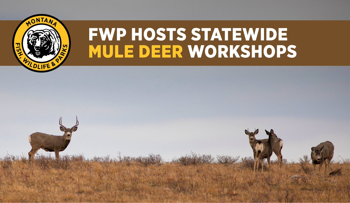 We want your input!

FWP is developing a new Statewide Mule Deer Management Plan and is looking for public feedback through a series of workshops.

Learn more &gt;&gt; fwp.mt.gov/homepage/news/…