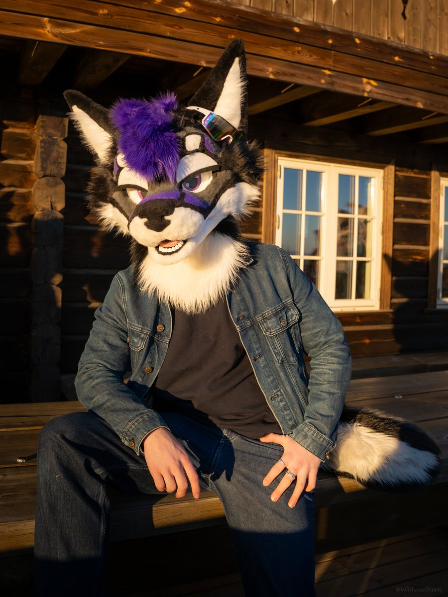 Fox in the sunset 🌄
#FursuitFriday 

📸<a href="/WildWoofXeris/">Xeris 🐺 🔜 Furizon</a>