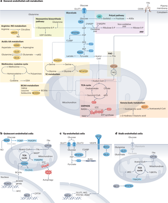 New online!  Endothelial cell metabolism in cardiovascular physiology and disease nature.com/articles/s4156…
