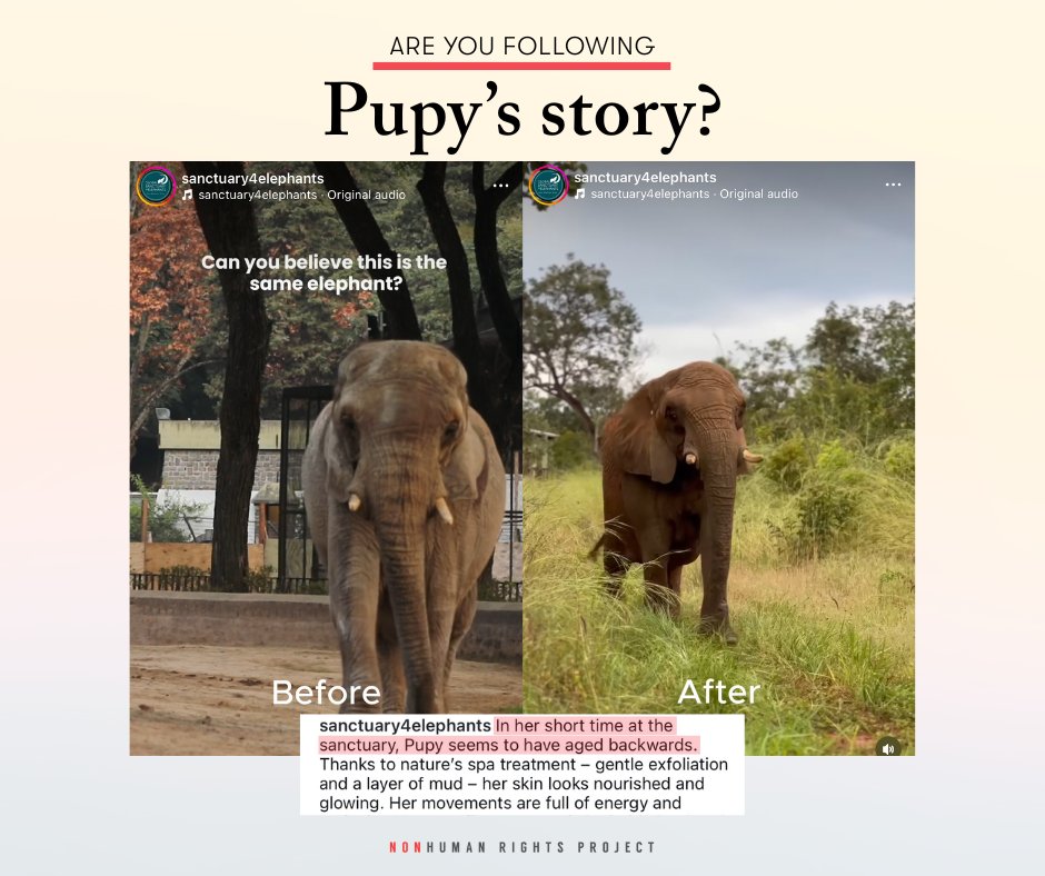 After 30 years in captivity, Pupy the elephant was finally freed this April. Now at an elephant sanctuary, she’s thriving—her story shows what's not just possible for elephants, but what’s just.🌿🐘 Follow her story: <a href="/GlobalElephants/">Global Sanctuary for Elephants</a>  #animallaw #nonhumanrights