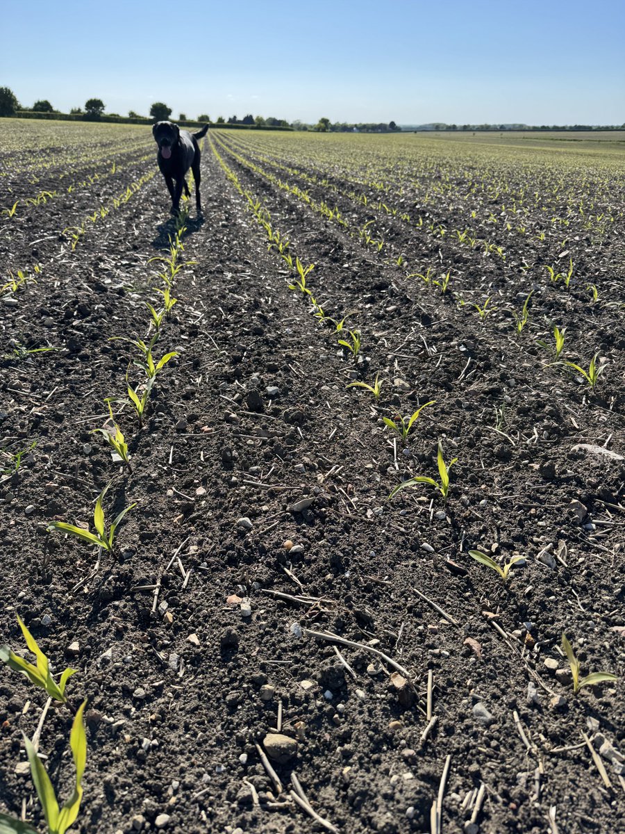 Brave decision sowing maize early this year but had moisture for establishment 🌽 #AD #biogas