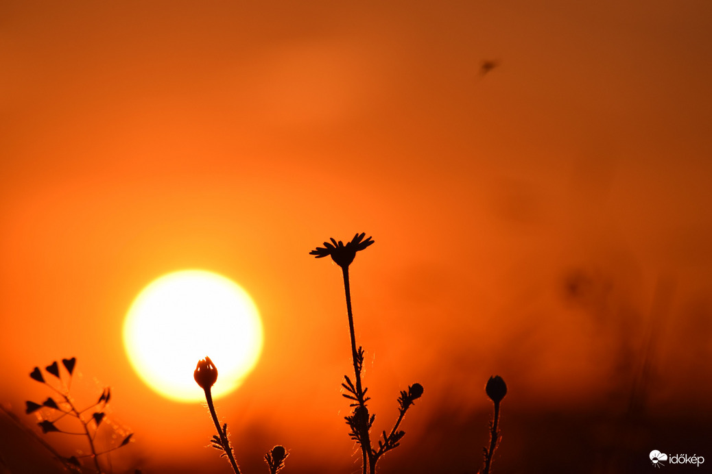 idokep's tweet image. 🥶🌤🌦Szombat hajnalban néhány helyen fagyni fog, majd napközben sokfelé élvezhetjük a napsütést, viszont északkeleten helyenként zápor kialakulhat.
Részletek👉 idokep.hu/elorejelzes/
Fotók: Zsombok Nita (Dévaványa) és Hanusi Ági (Ecser)