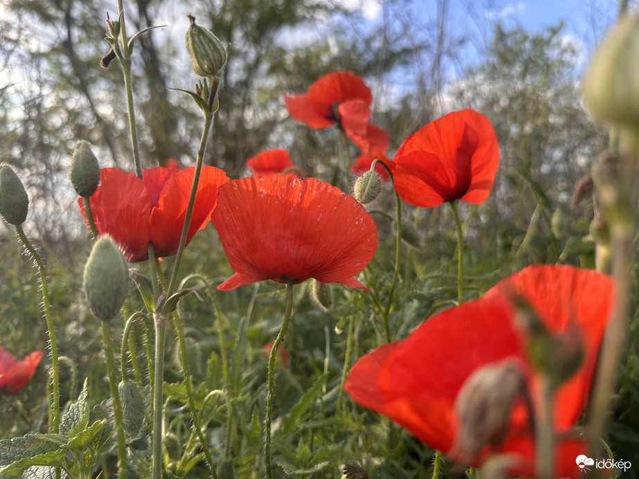 idokep's tweet image. 🥶🌤🌦Szombat hajnalban néhány helyen fagyni fog, majd napközben sokfelé élvezhetjük a napsütést, viszont északkeleten helyenként zápor kialakulhat.
Részletek👉 idokep.hu/elorejelzes/
Fotók: Zsombok Nita (Dévaványa) és Hanusi Ági (Ecser)