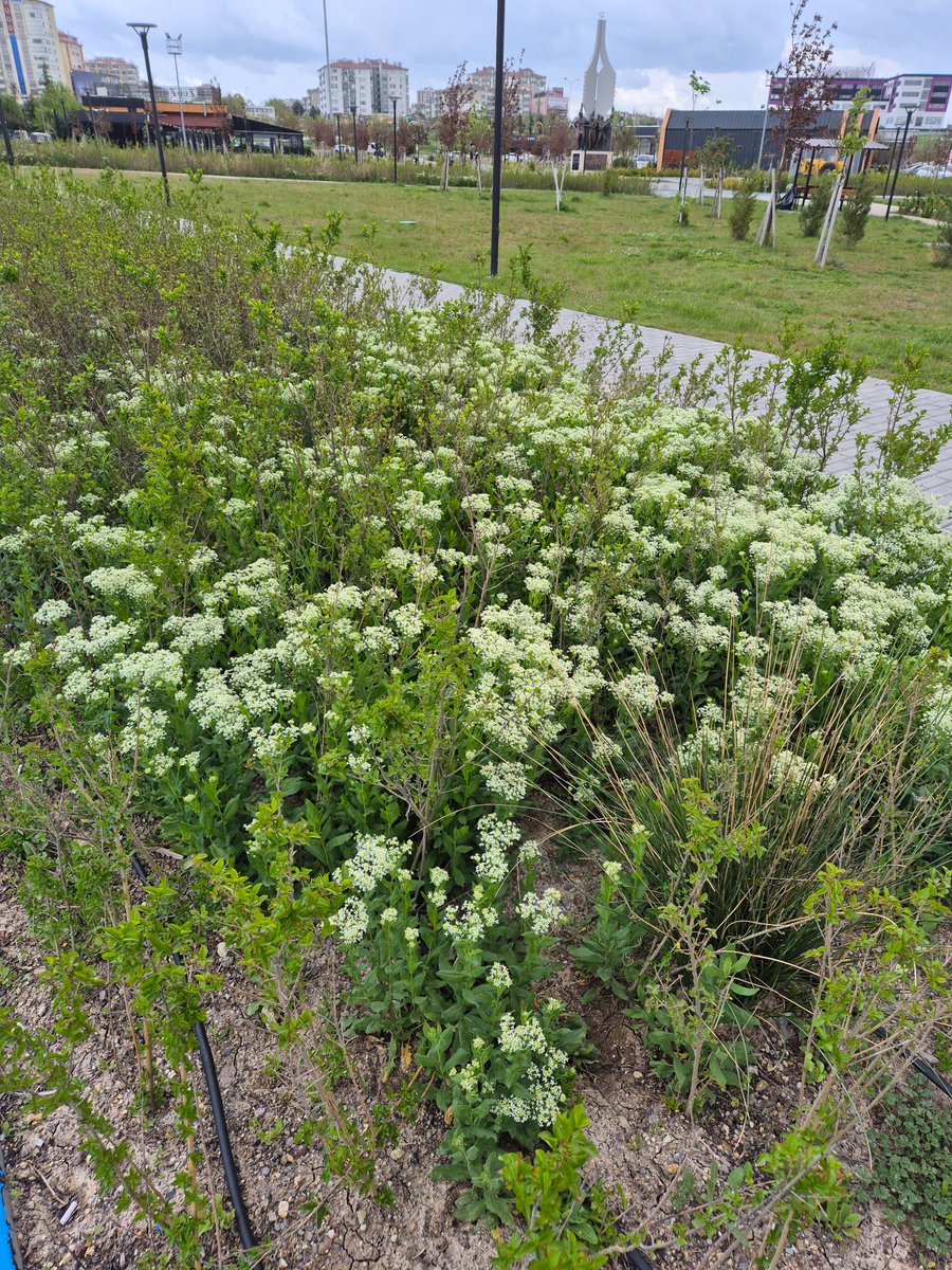 Ankara'nın doğal bitkilerinden "Diğnik otu" (#Lepidiumdraba) veya " Yabani tere" olarak bilinir.Taze yapraklarının yenildiği bilinmekle birlikte zehirleme etkisi olabileceği açık kaynaklarda rapor edilmiştir.İskorbüt hastalığı önleyicidir. Geniş yayılıma sahiptir. Batıkent/Ankara