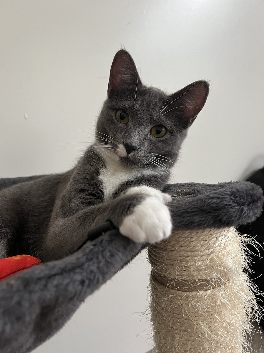 This poor kitty was left behind when her owner moved

Kai and I took her in

She has joined Einstein and Picasso.

Say hi to Galileo (named after Italian genius. I know she’s a girl but we have been calling her Gali😂)