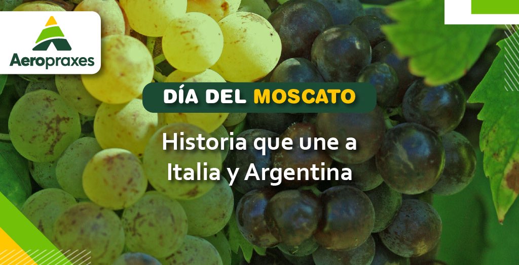 Agropraxes's tweet photo. A principios del siglo XX, el inmigrante italiano José Eduardo Crotta fundó su bodega en Mendoza, y aprovechó la expansión de las pizzerías en los años 30 para vender su vino por copa. De esta manera el vino Moscato se hizo popular en nuestro país.

🍇Hoy celebramos al https://t.co/oj5zyoxYts