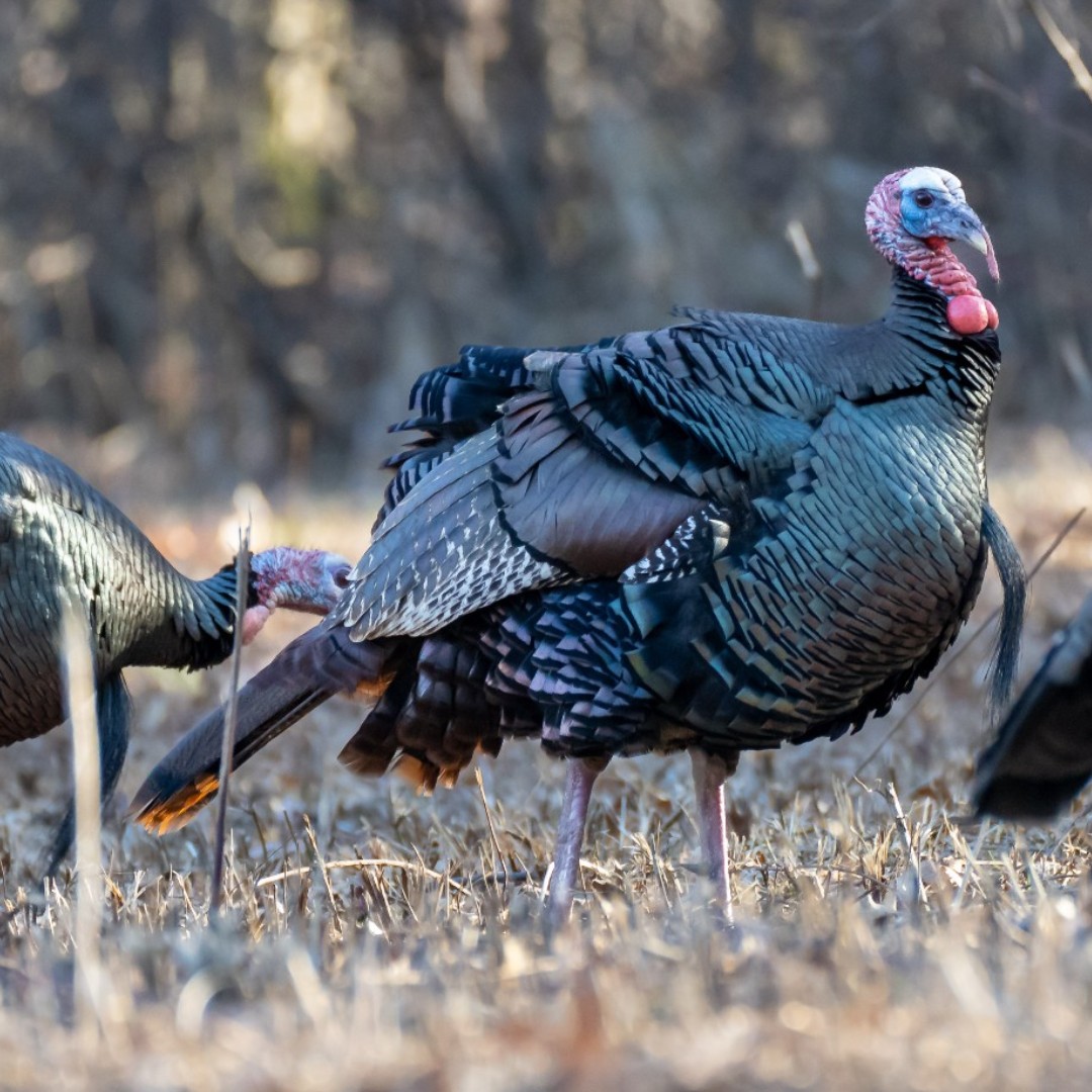 🦃 The 8 counties with the highest totals for wild turkey harvest so far during the 2025 season: 
1️⃣ Monroe (382)
2️⃣ Belmont (380)
3️⃣ Guernsey (351)
4️⃣ Muskingum (342)
5️⃣ Tuscarawas (331)
6️⃣ Carroll (329)
7️⃣ Columbiana (321)
8️⃣ Harrison (320)
📷 Bob Gwaltney